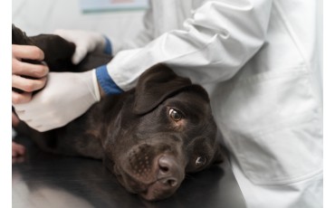 Epilepsia u psov: Zastavte záchvaty s pomocou CBD
